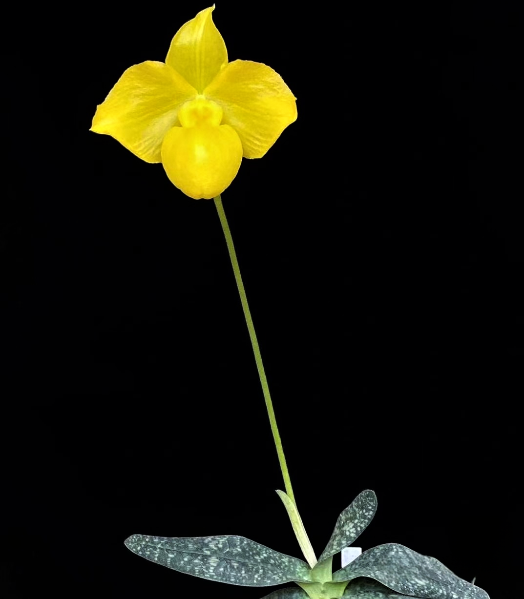 Paphiopedilum armeniacum