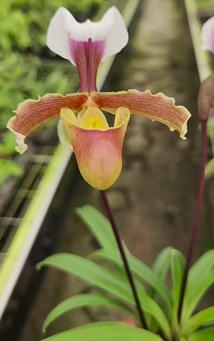 Paphiopedilum barbigerum v. coccineum