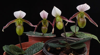 Paphiopedilum canhii