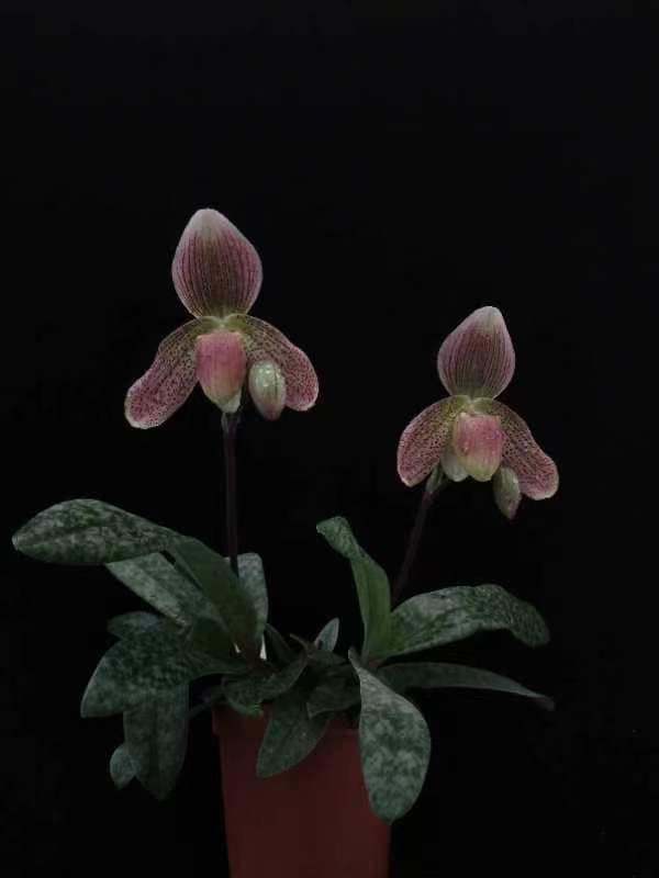 Paphiopedilum Conco-callosum