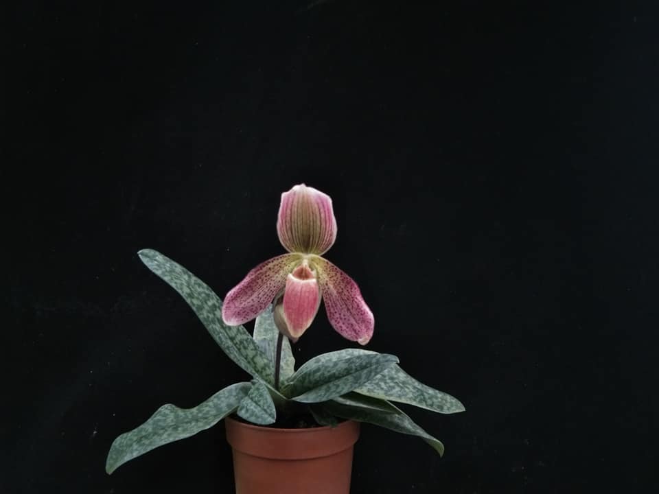 Paphiopedilum Conco-callosum