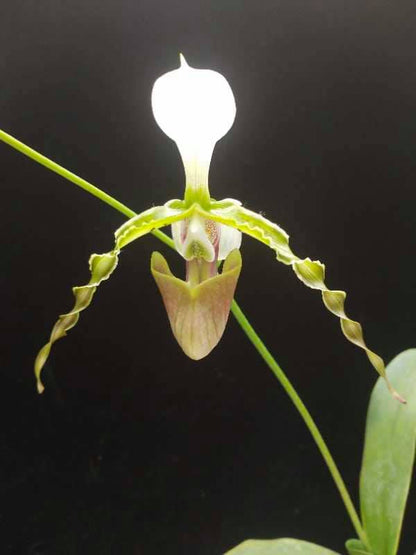 Paphiopedilum dianthum