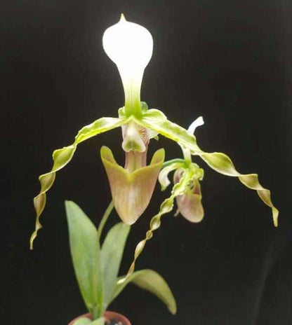 Paphiopedilum dianthum