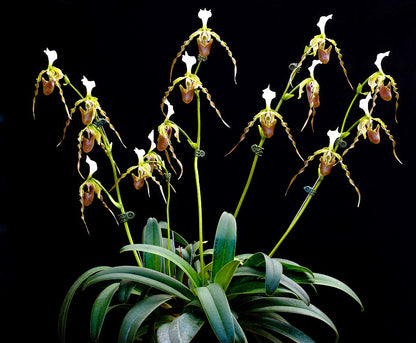 Paphiopedilum dianthum