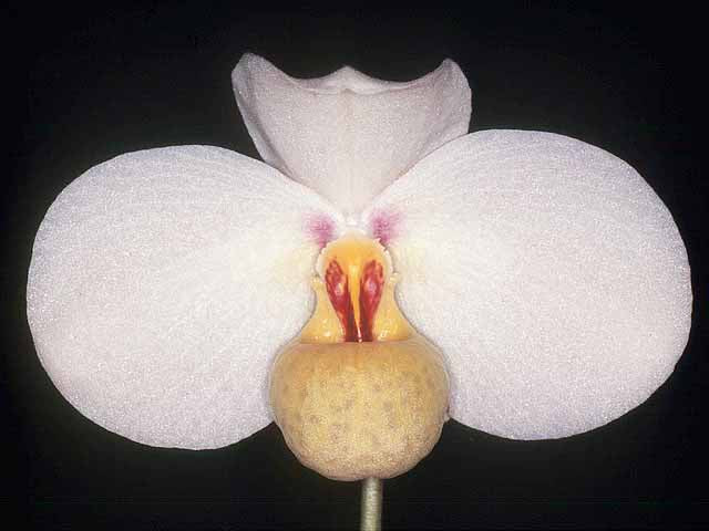 Paphiopedilum emersonii