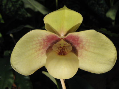 Paphiopedilum hangianum