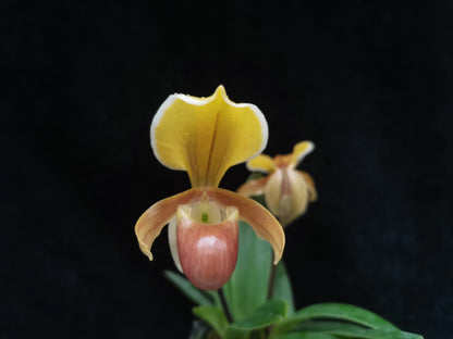 Paphiopedilum helenae