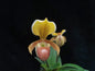 Paphiopedilum helenae