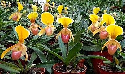 Paphiopedilum helenae