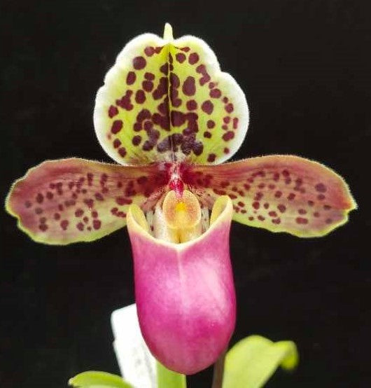 Paphiopedilum henryanum