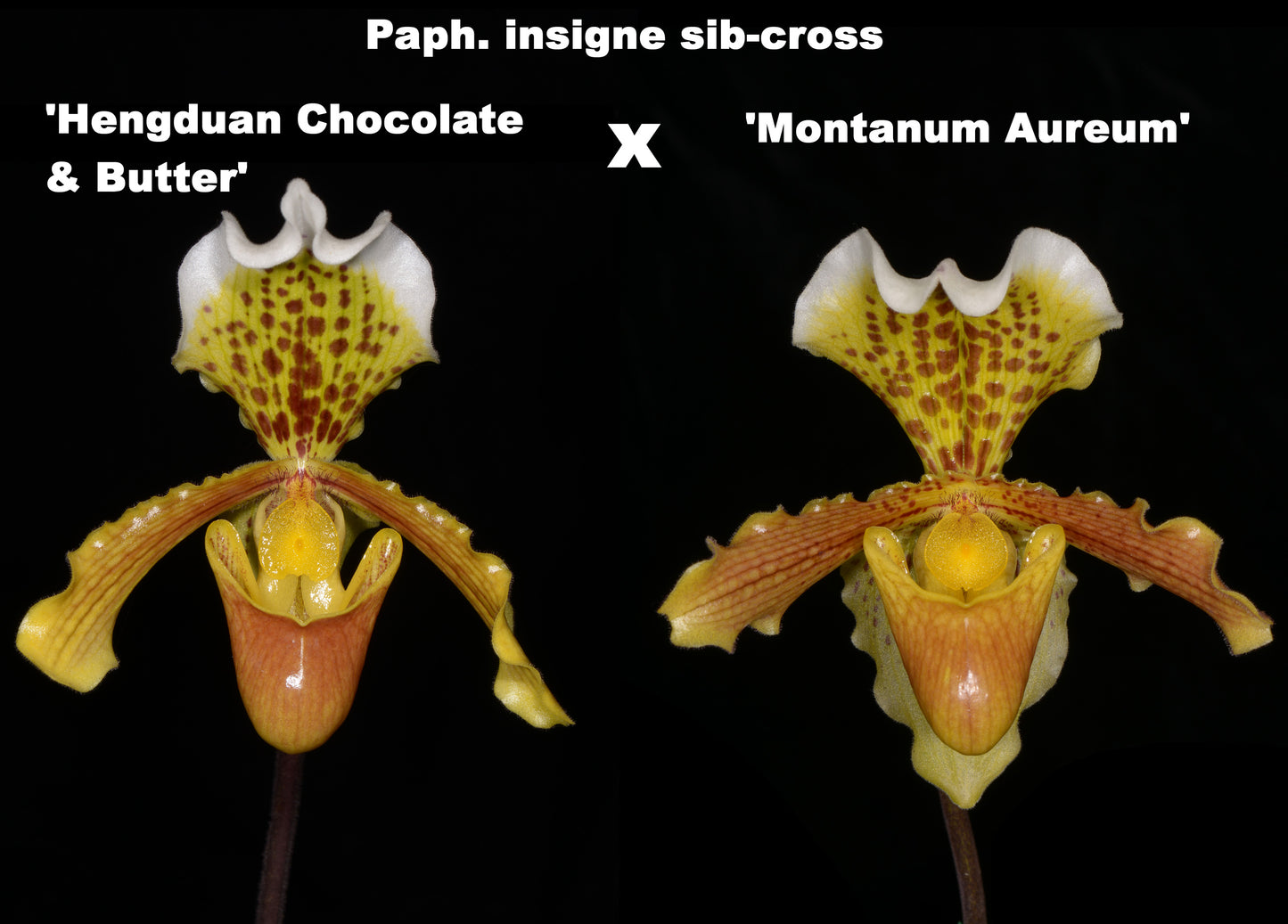 Paphiopedilum insigne (sib cross)