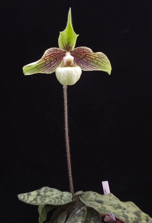 Paphiopedilum Jackii