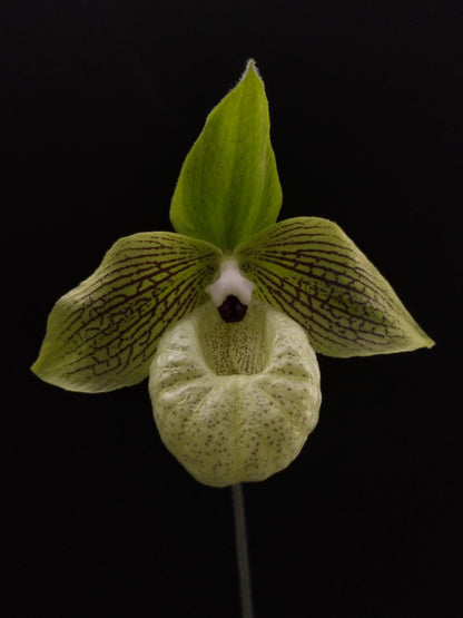 Paphiopedilum malipoense