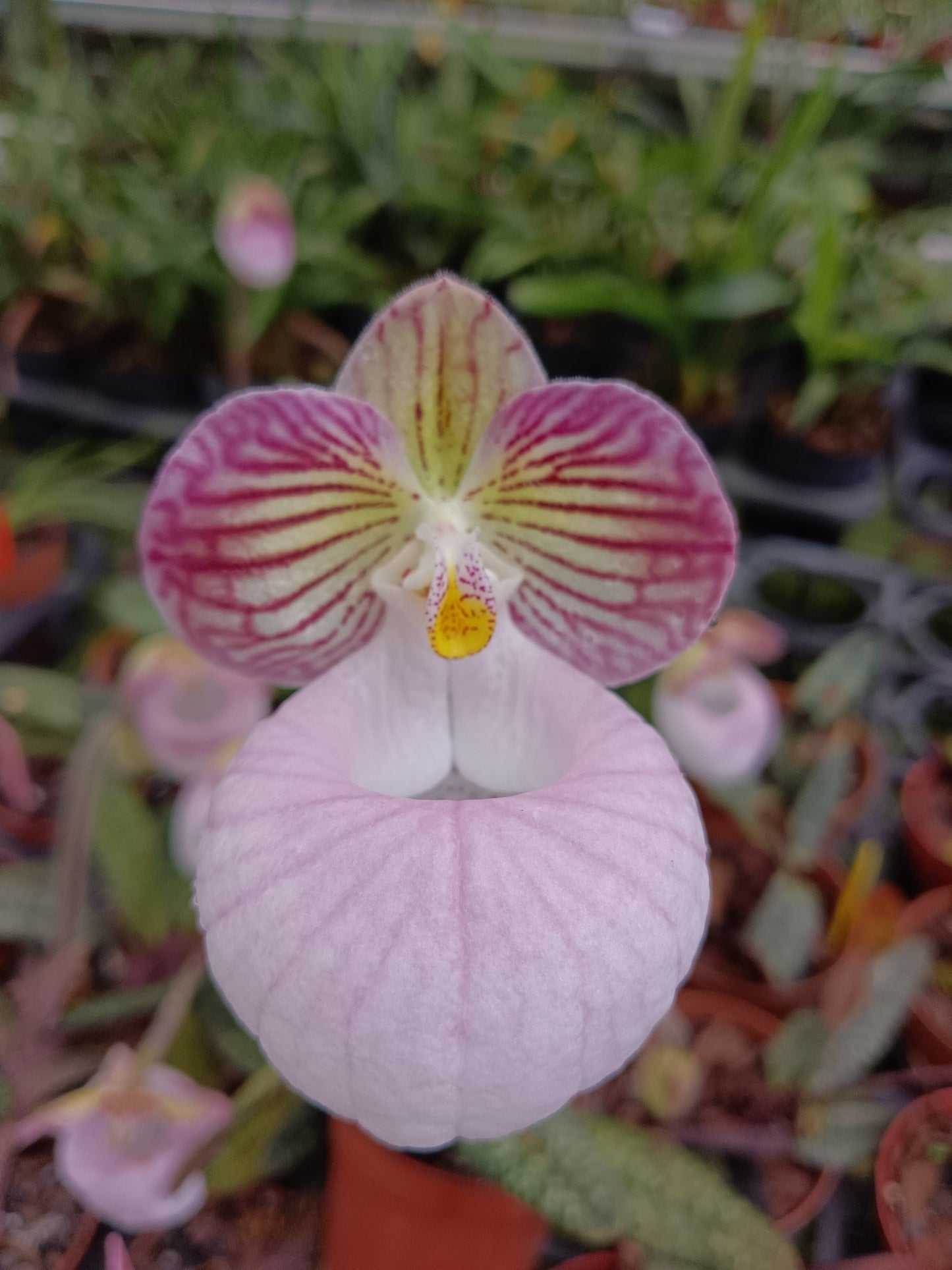 Paphiopedilum micranthum