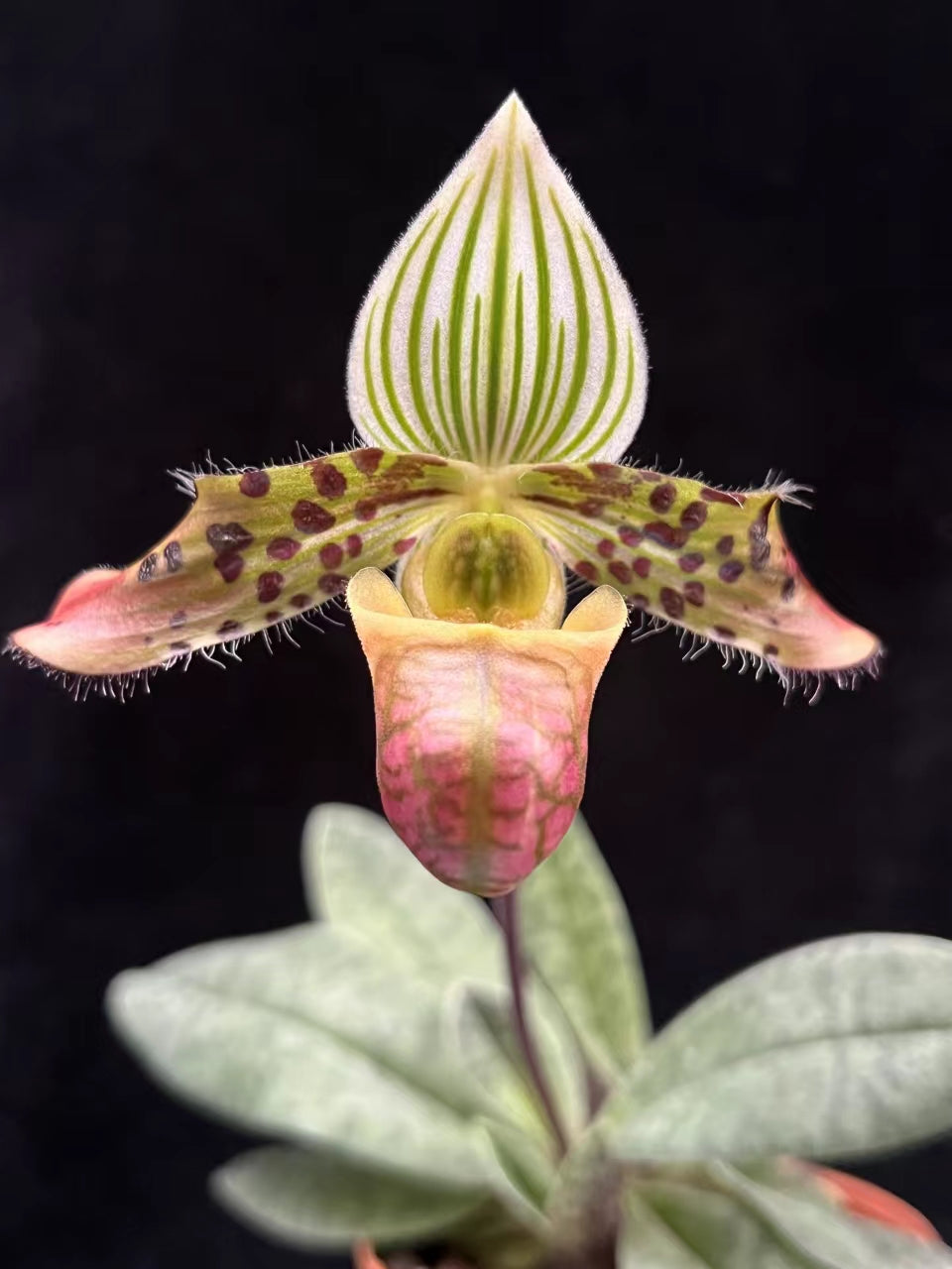 Paphiopedilum venustum