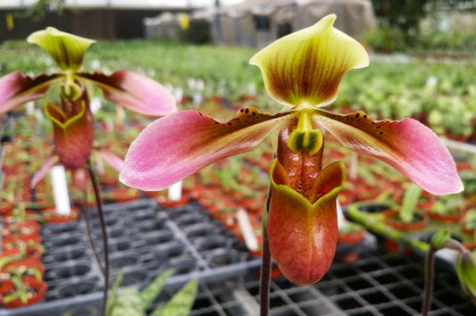 Paphiopedilum appletonianum