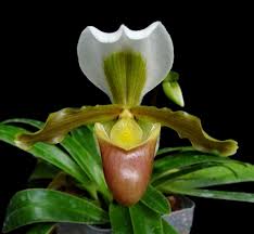 Paphiopedilum barbigerum v. barbigerum