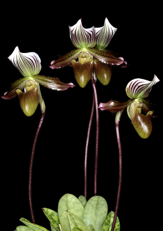 Paphiopedilum barbartum