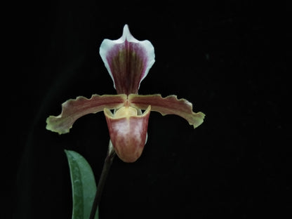 Paphiopedilum barbigerum v. coccineum