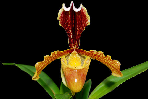 Paphiopedilum barbigerum var. vejvarutianum