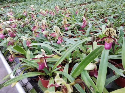 Paphiopedilum barbigerum v. coccineum