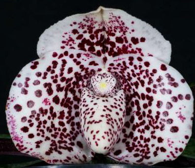 Paphiopedilum bellatulum