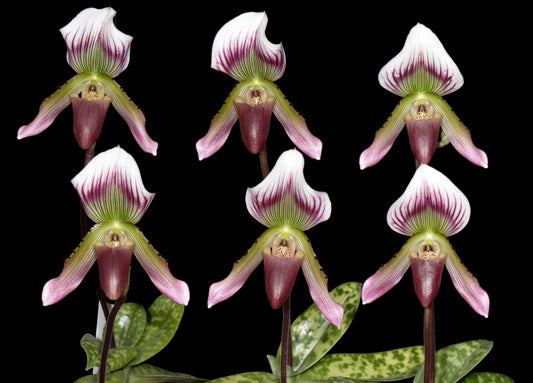 Paphiopedilum callosum var collosum