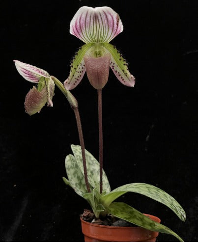 Paphiopedilum callosum var warnerianum