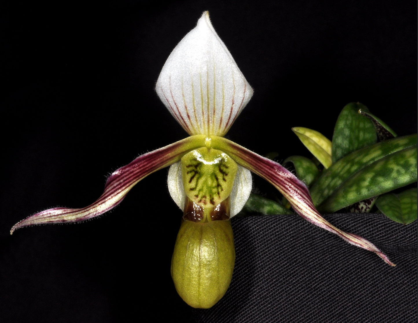 Paphiopedilum canhii