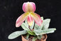 Paphiopedilum Conco-callosum