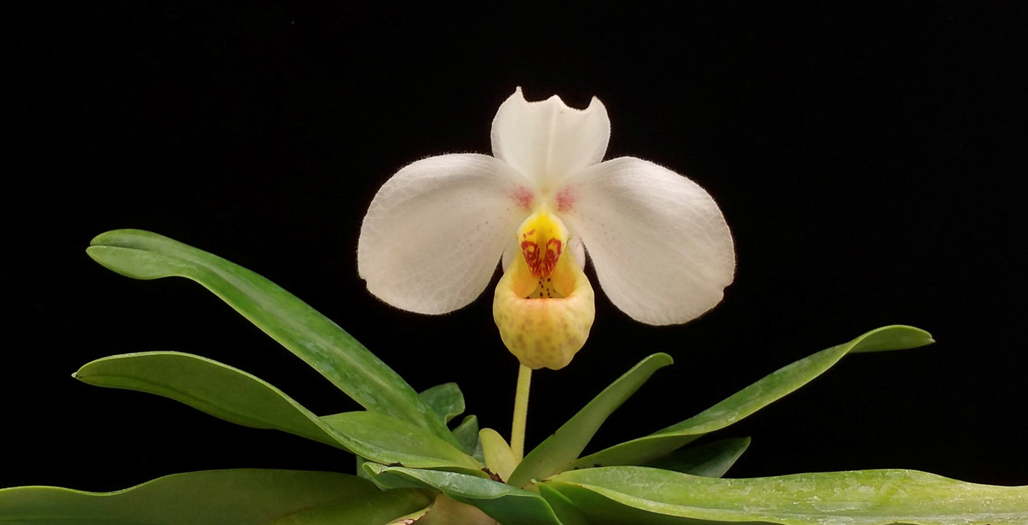 Paphiopedilum emersonii