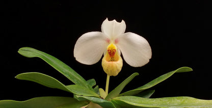 Paphiopedilum emersonii