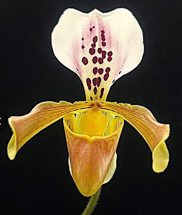 Paphiopedilum gratrixianum var daoense