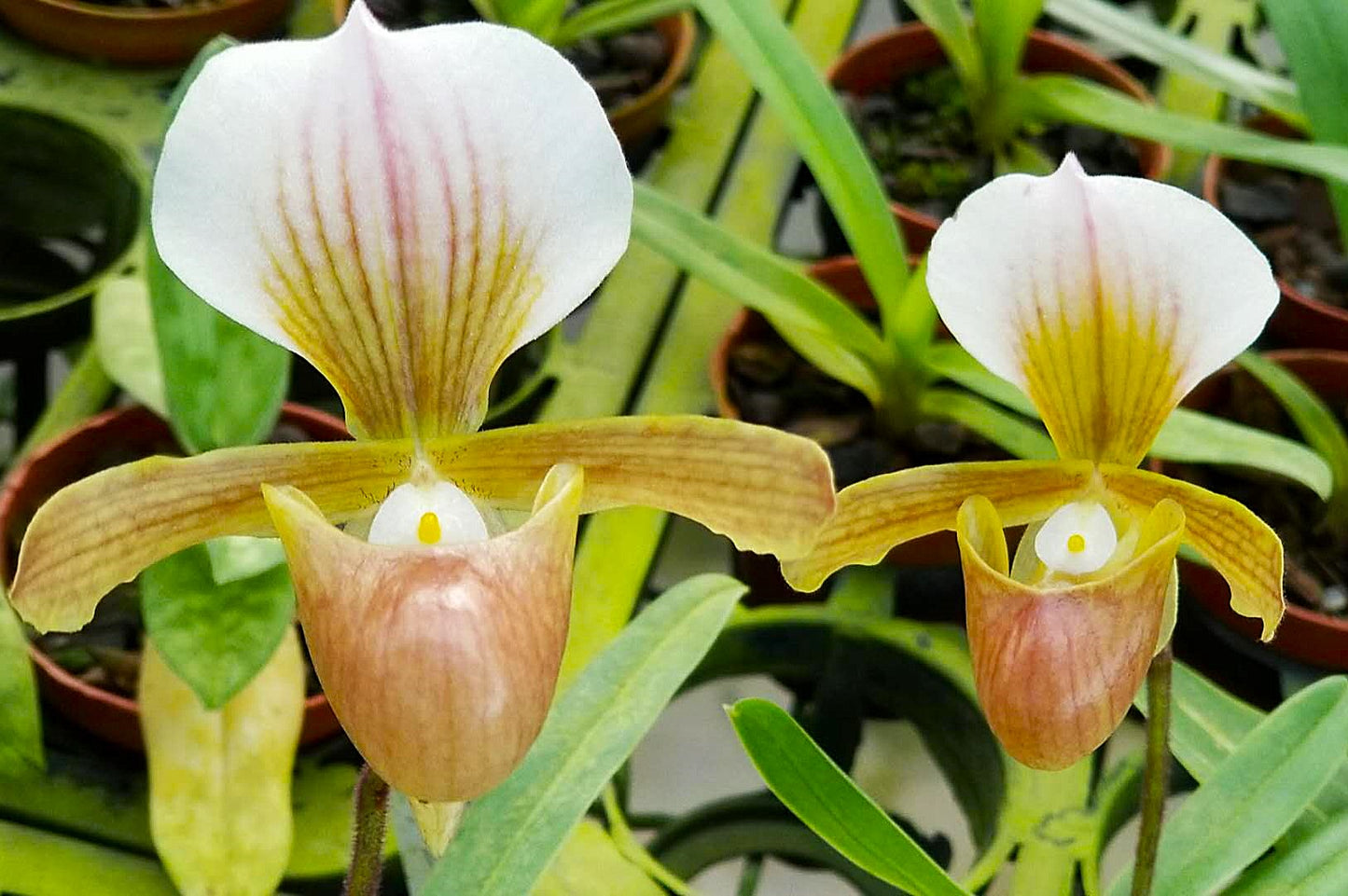 Paphiopedilum gratrixianum var guangdongense