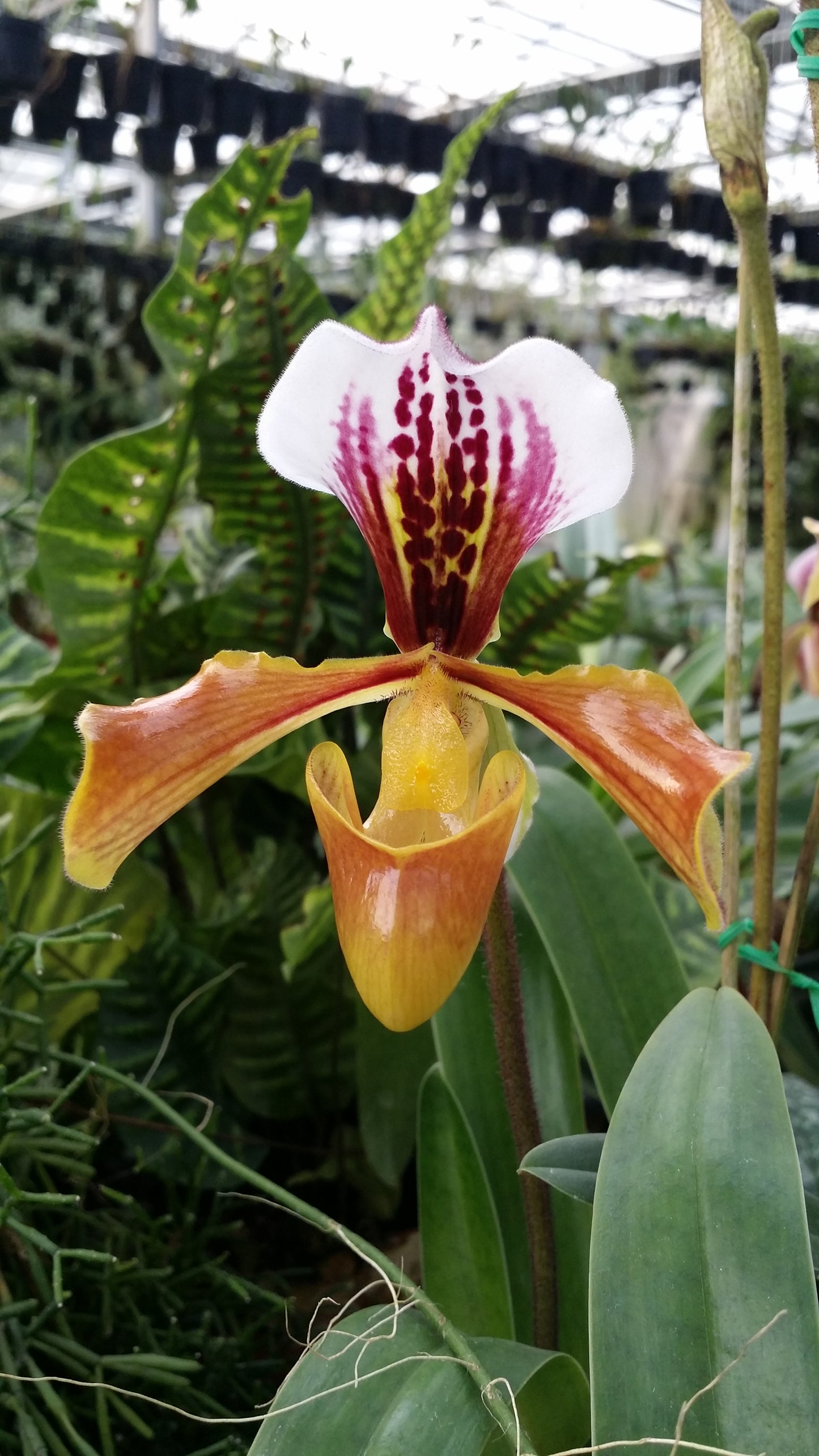 Paphiopedilum gratrixianum var gratixianum