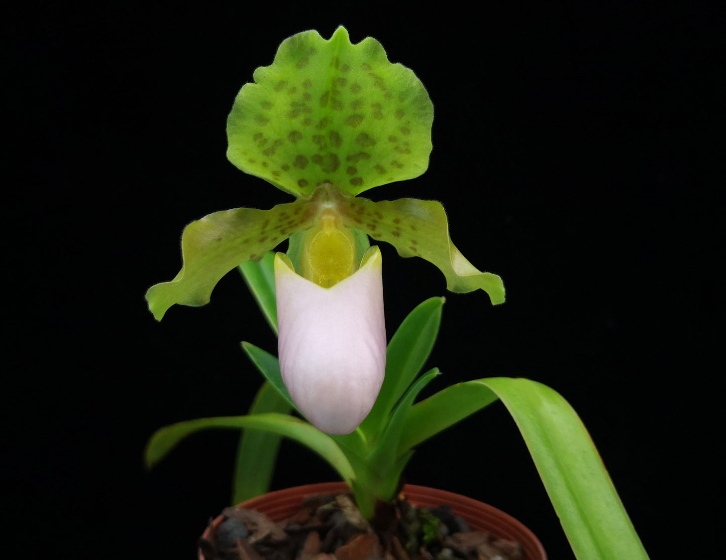 Paphiopedilum henryanum f. christae