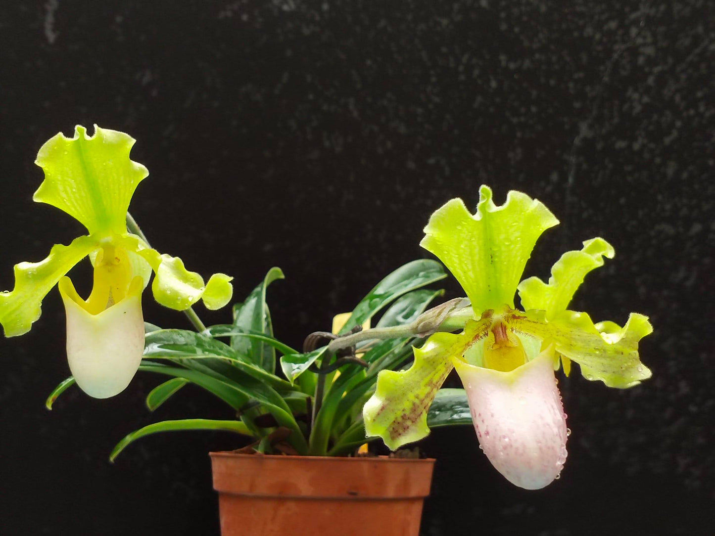 Paphiopedilum henryanum f. christae