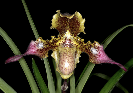 Paphiopedilum hirsutissimum