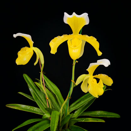 Paphiopedilum insigne,fma.sanderianum