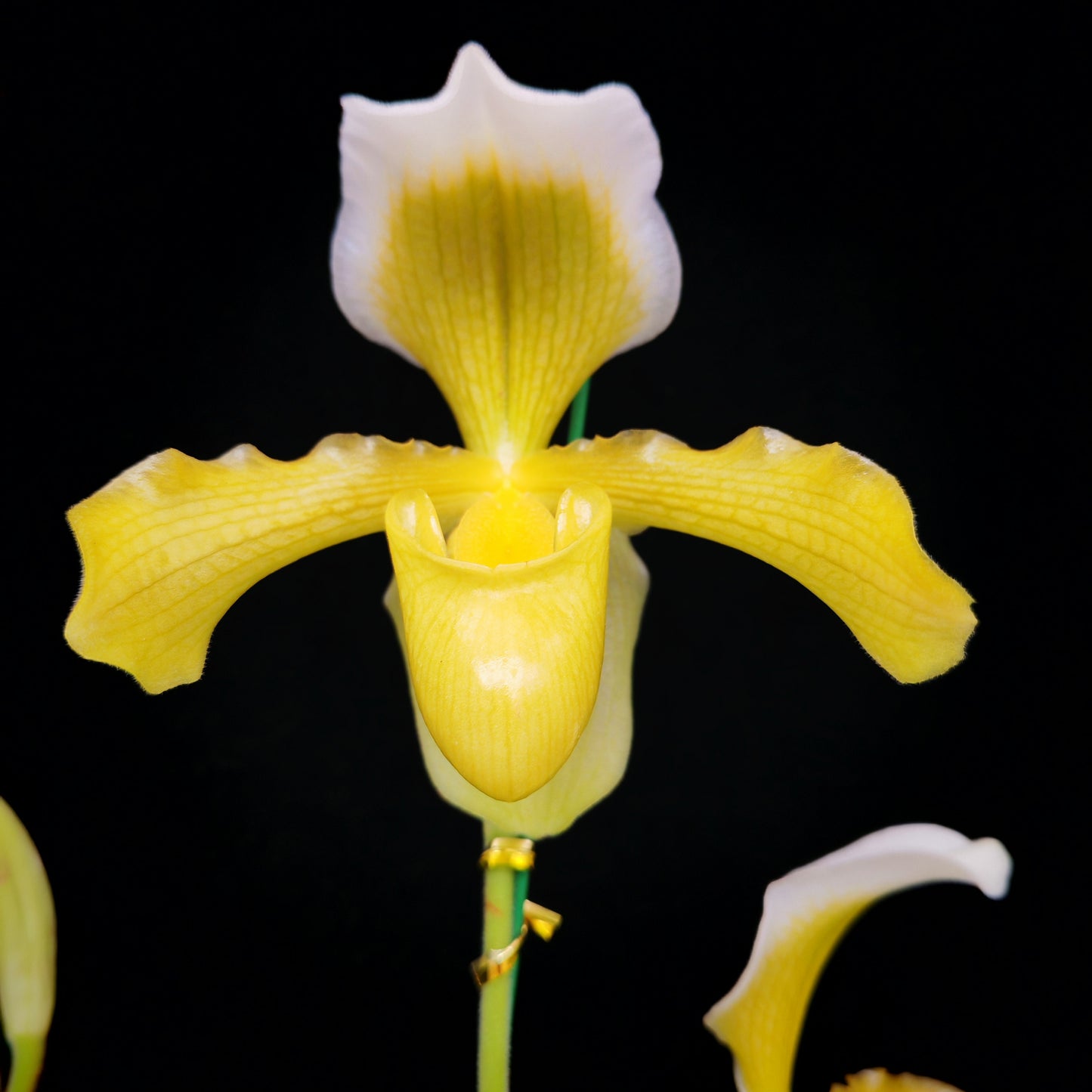 Paphiopedilum insigne,fma.sanderianum