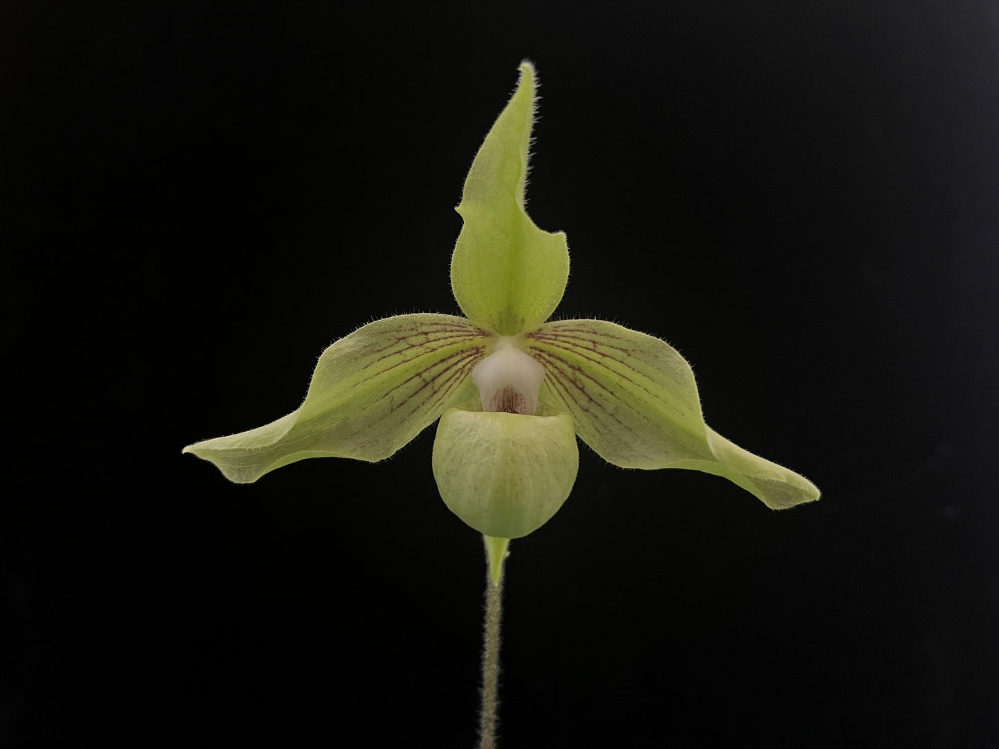 Paphiopedilum Jackii