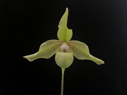 Paphiopedilum Jackii