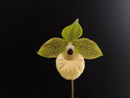 Paphiopedilum malipoense