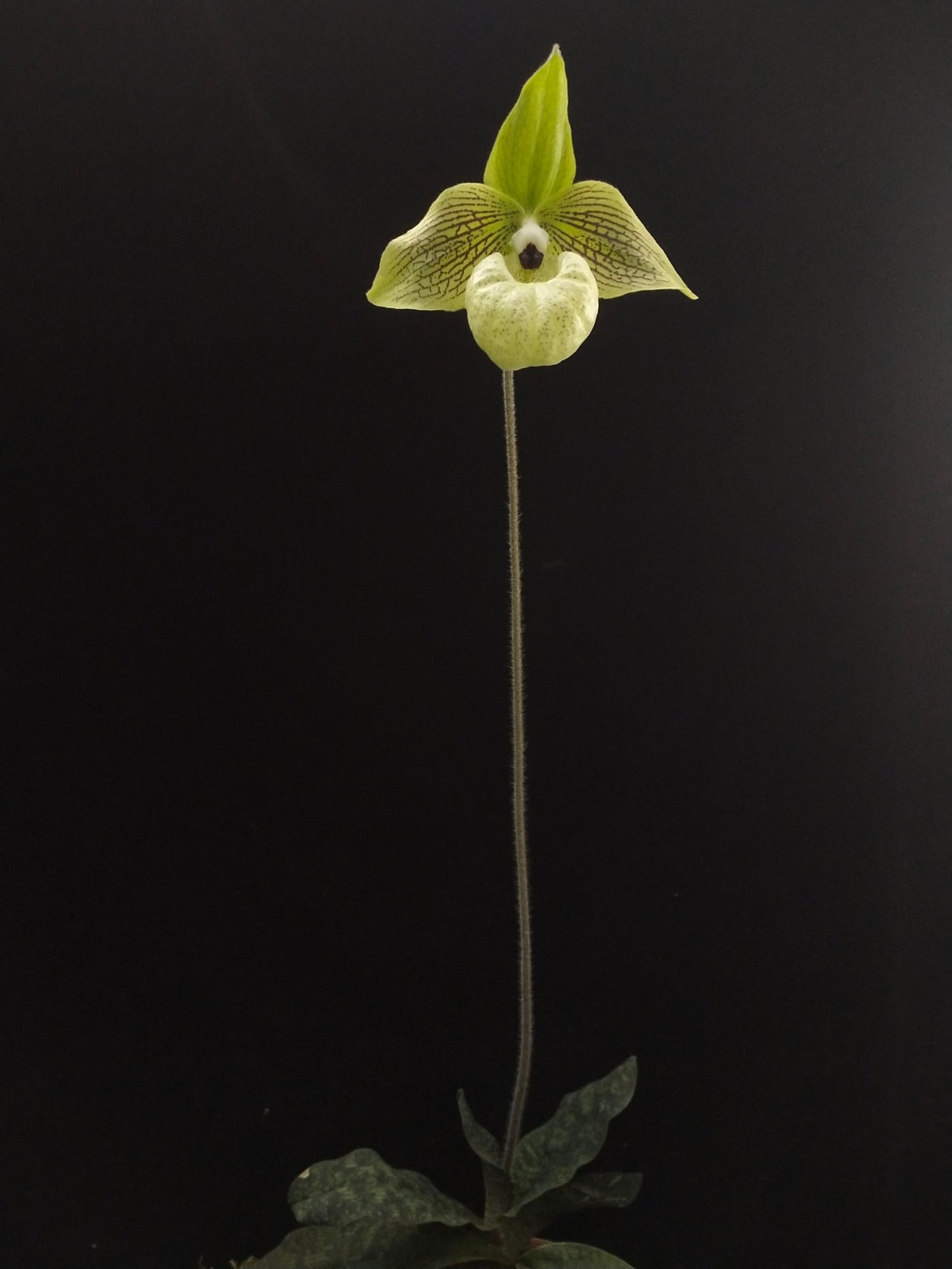 Paphiopedilum malipoense