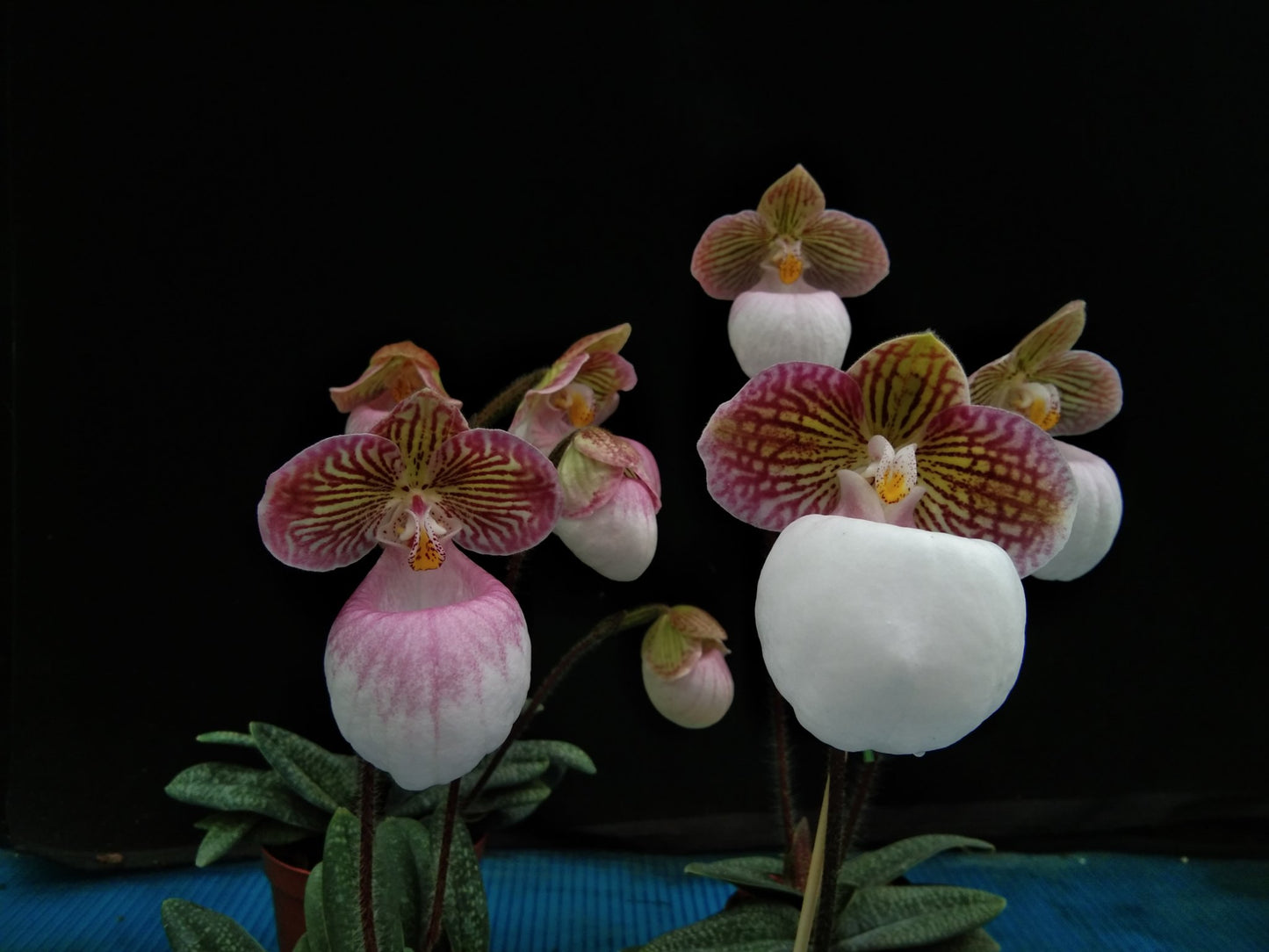 Paphiopedilum micranthum