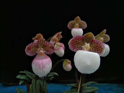 Paphiopedilum micranthum