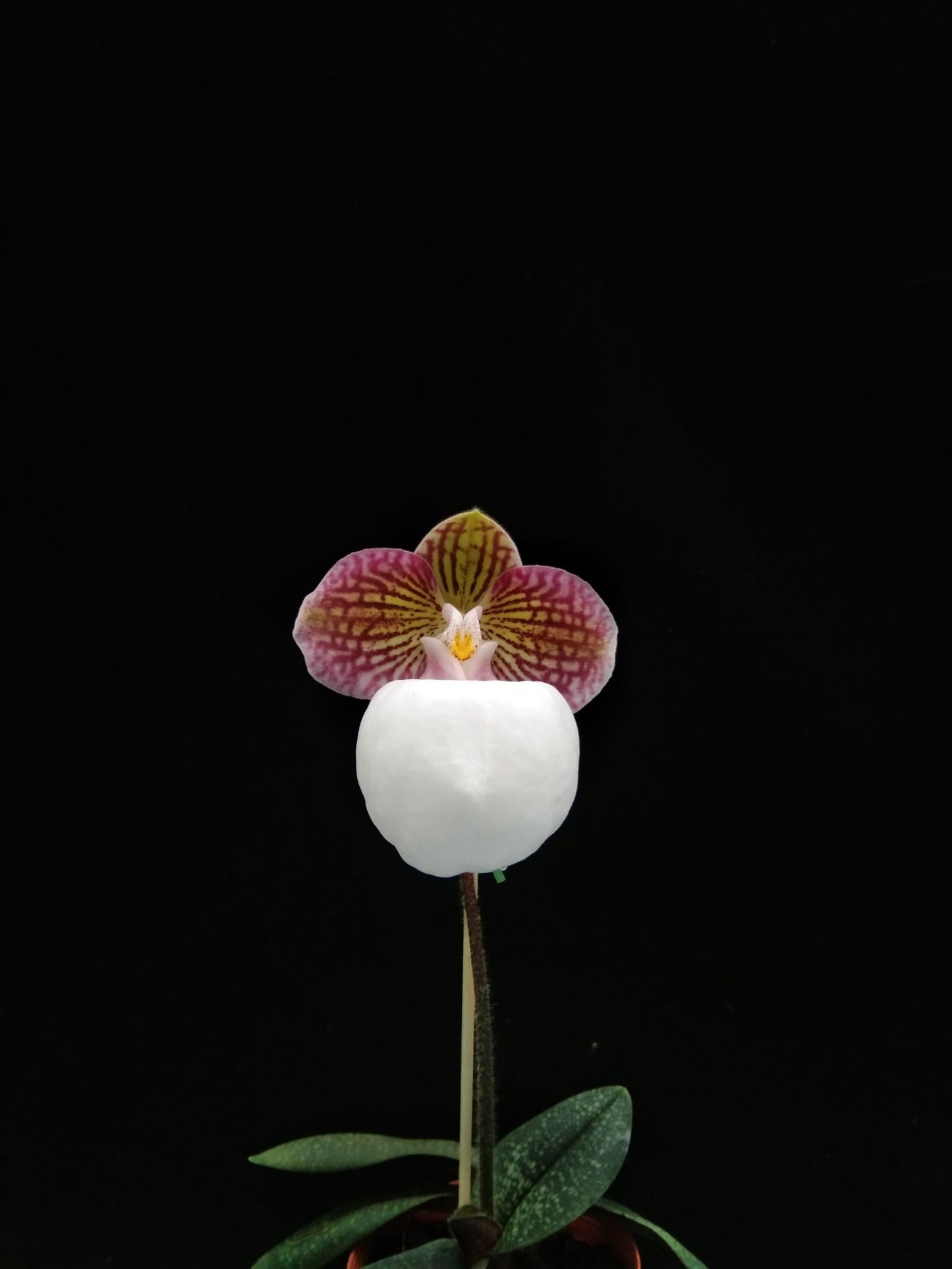 Paphiopedilum micranthum