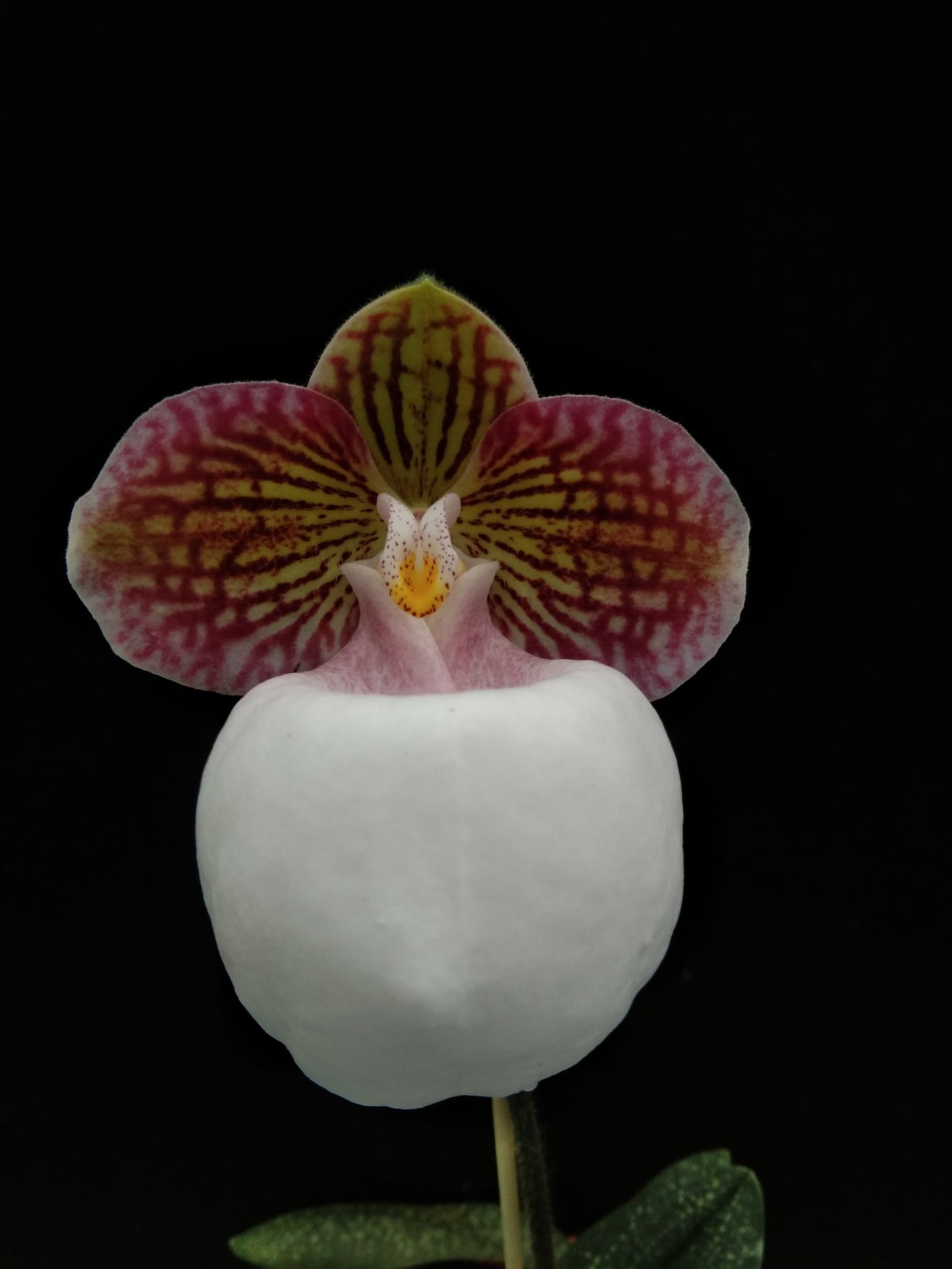 Paphiopedilum micranthum