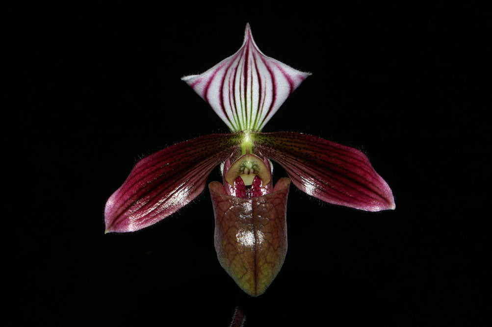 Paphiopedilum purpuratum