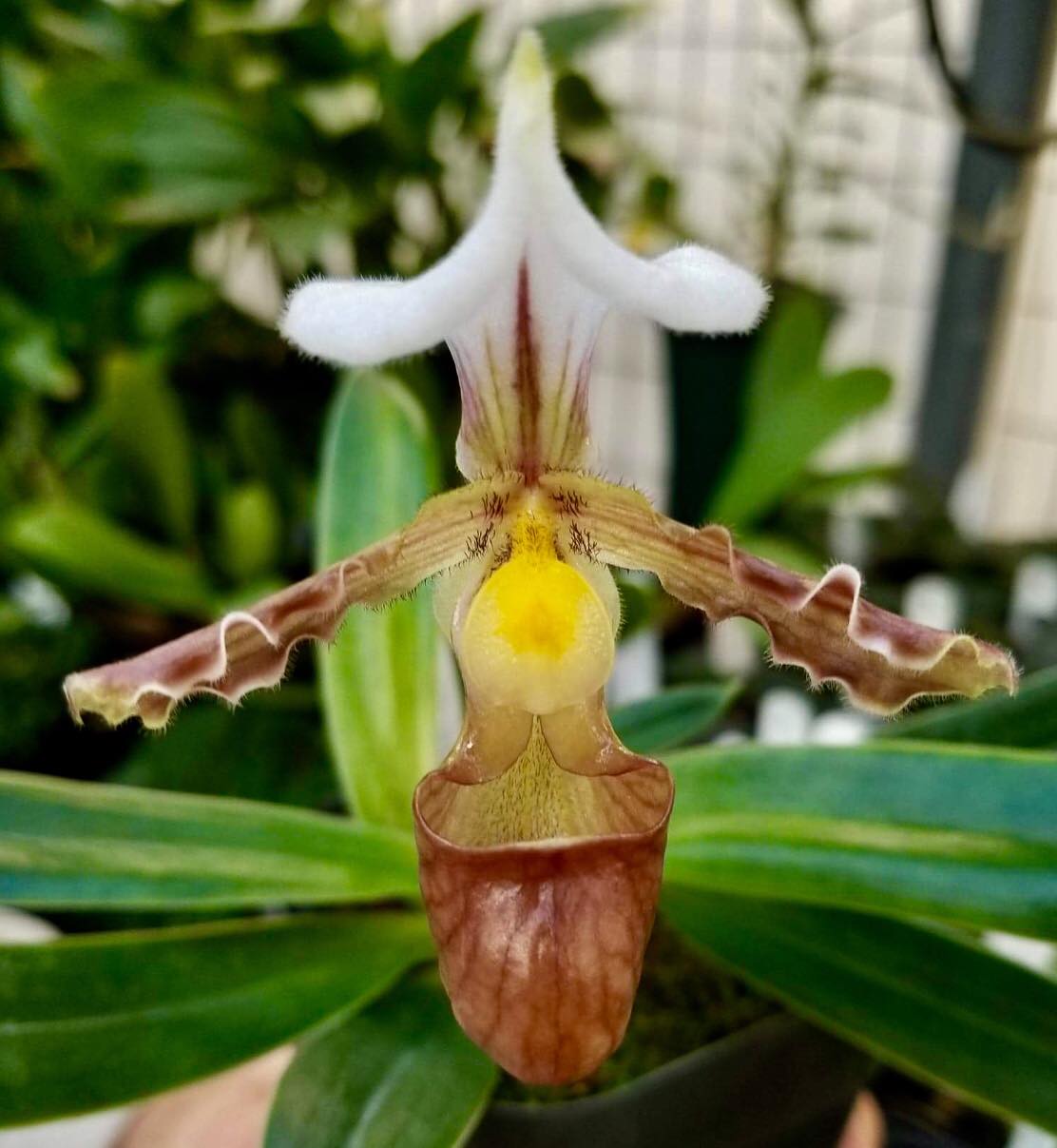 Paphiopedilum tranlienianum